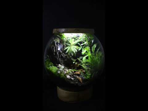Orb Terrarium one year update. (DIY Biorb)