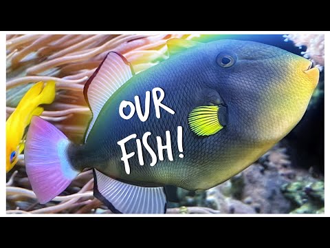 Our Marine Fish List! | Red Sea Reefer 3XL 900 | 240 gallon Mixed Reef Tank Update