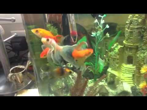 Over populated aqua one 380 goldfish tank