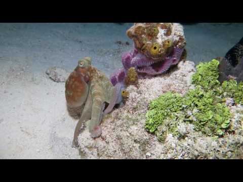 Paradise Reef Octopus, Cozumel