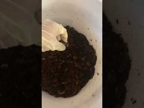 Part 2 of Biorb Air 60: Prep of the Contents