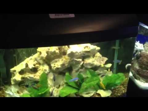 Paul Talbot talking about his aqua one 850 cichlid aquarium