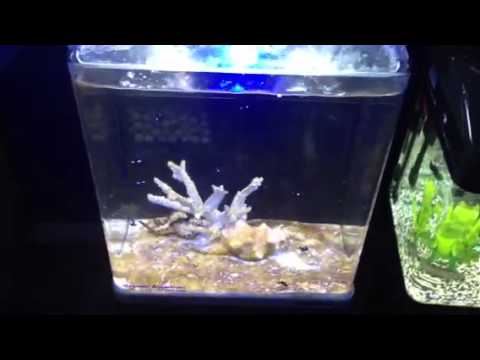 Paul Talbots tips for fixing brown algae in an aqua one nan