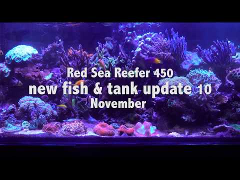 Paul's Red Sea Reefer 450: update 10 – NEW FISH