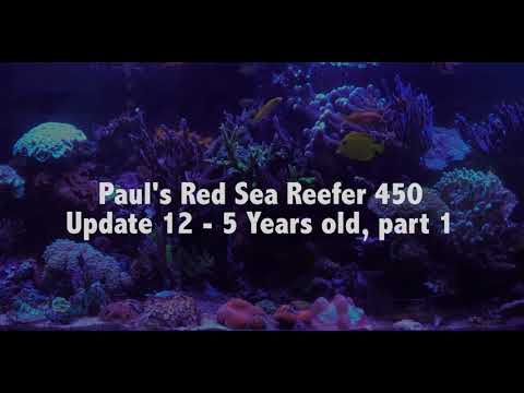 Paul's Red Sea Reefer 450, Update 12: 5 Years old, part 1