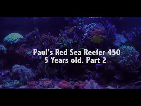 Paul's Red Sea Reefer 450, Update 13: 5 Years Old, Part 2.  The Sump