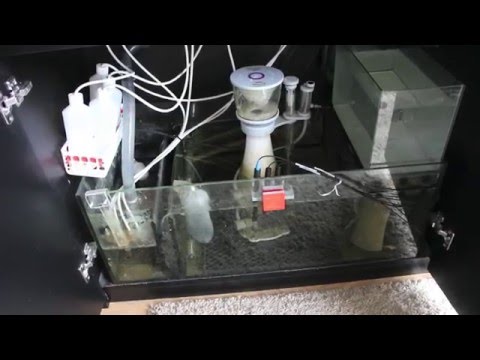 Paul's Red Sea Reefer 450 – What's in the Sump