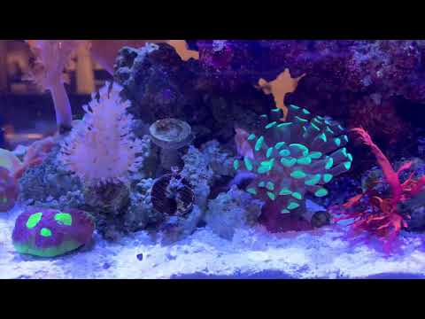 Peninsula 14 gallon Kessil a80 tuna blue pt 3