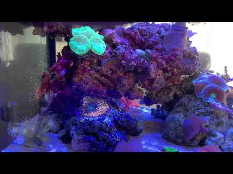 Peninsula 14 gallon kessil a80 tuna blue pt4