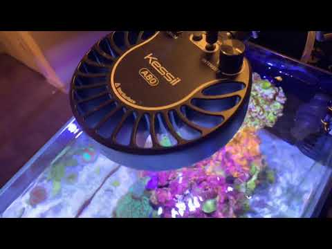Peninsula 14 gallon Kessil a80 tuna blue