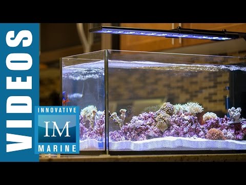 Peninsula Style Aquascaping – Peninsula 20 Gallon by Innovative Marine
