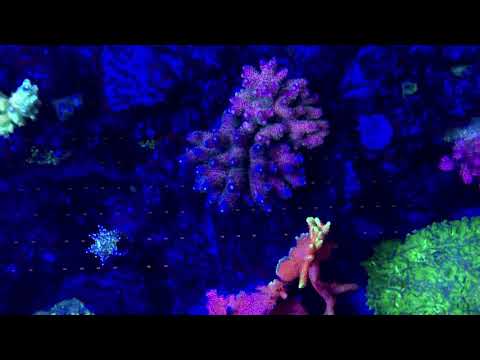 peppe_reef reef Acquarium gnc and kessil