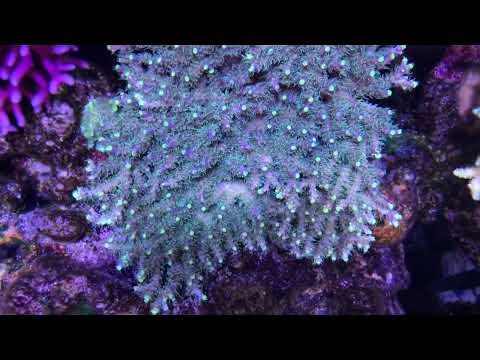 peppe_reef tank kessil Ap9x