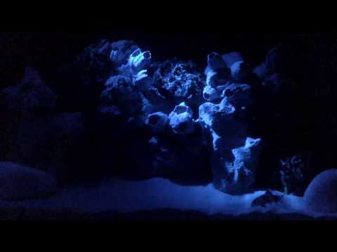 Pierwsze akwarium – oświetlenie nocne AQUAEL MOONLIGHT LED