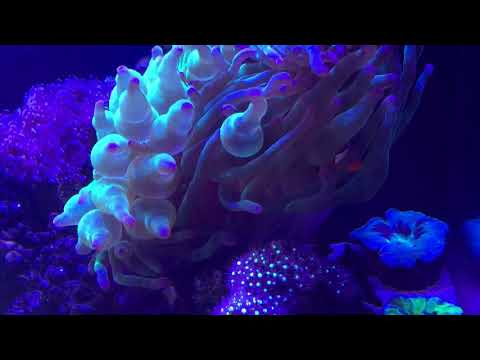 Pimped up Aqua One mini reef 120