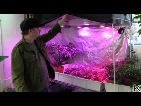 Plant 'It Earth Kessil H350