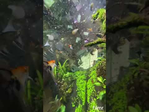 Planted Aquarium II Juwel Rio 400 ll Community Tank ll