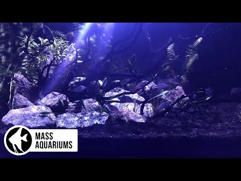 PLANTED AQUARIUM with a SALTWATER LIGHT: Growing plants with the KESSIL a360X TUNA BLUE!
