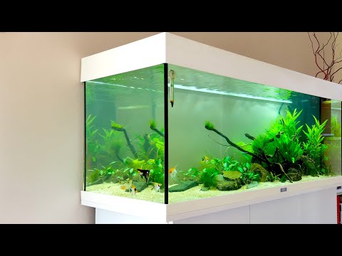 PLANTED CICHLID AQUASCAPE – Juwel Rio 180 – Angelfish Setup