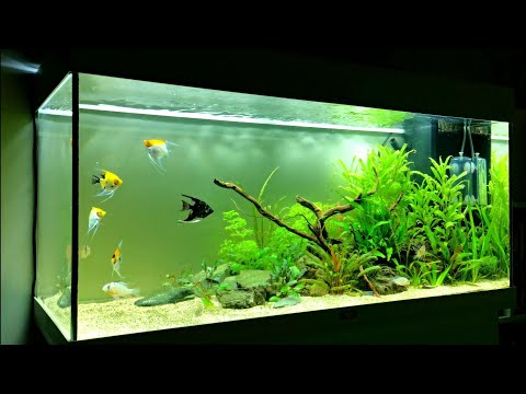 PLANTED CICHLID AQUASCAPE – Juwel Rio 180 – How I Maintain This Aquarium