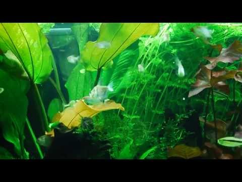 Planted Juwel Aquarium