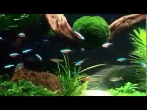 Planted tank Juwel Rio 180