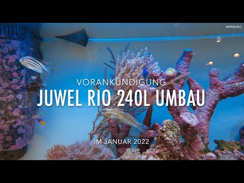 Planung Juwel Rio 240 Liter Umbau auf Meerwasser Ohne Technikbecken Diskus Raus Clownfisch rein