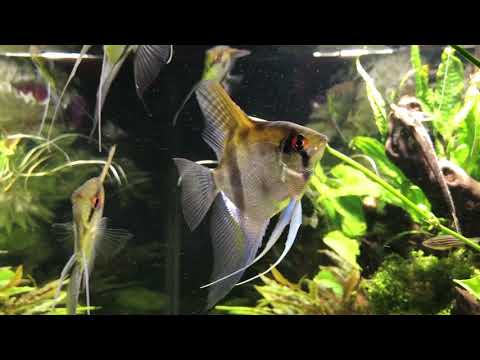 Poor mans Kessil aquarium lighting system update.