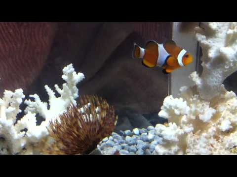 PP's Biorb Life 45 Marine V3 .1