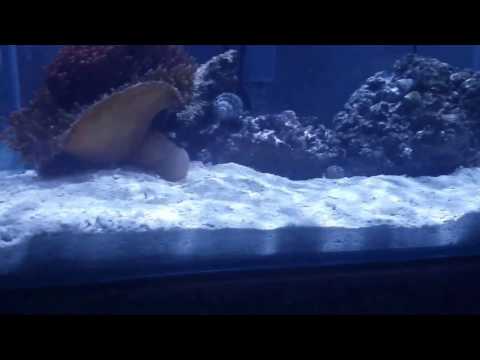 Project Natural – Mr Aqua Chic 11.4 Rimless w/ Kessil A80 Tuna Blue – Day 15 – Aquaclear 70 Filter