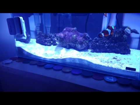 Project Natural – Mr Aqua Chic 11.4 Rimless w/ Kessil A80 Tuna Blue – Day 42 – Future Plans for Sump