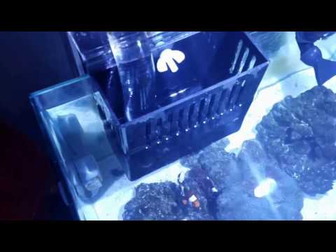 Project Natural – Mr Aqua Chic 11.4 Rimless w/ Kessil A80 Tuna Blue – Month 2 – DIY Sump Installed