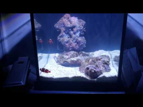 Project Pico – Fluval Spec 3 – Day 18 – Kessil A80 Tuna Blue vs Stock LED