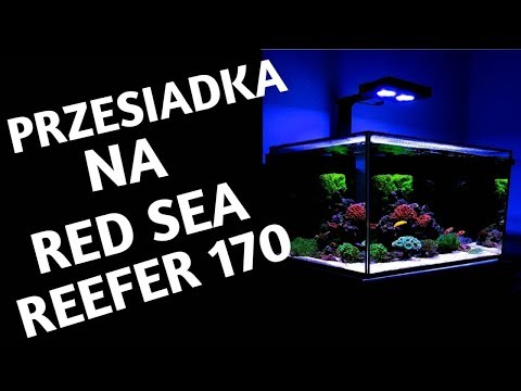 Przesiadka na Red Sea Reefer 170