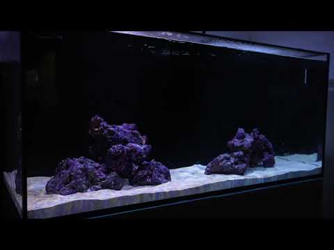 Quick Red Sea Reefer 350 Update