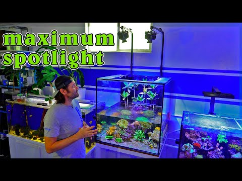 Raising the Kessil A500X even HIGHER on the Mangrove Lagoon Aquarium