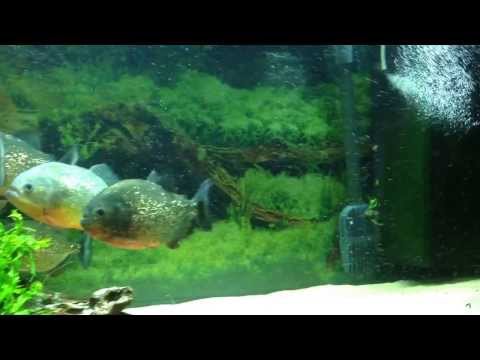 Red belly Piranha tank in my juwel tank & feeder shrimp