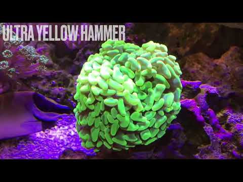 Red Sea Reefer – 1 Year In ?