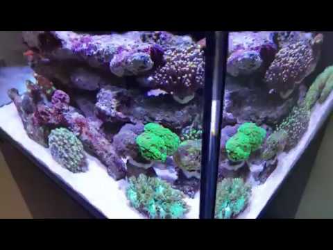 Red Sea Reefer 170 – Day 115 Update