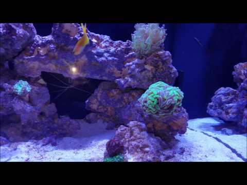Red Sea reefer 170 Deluxe