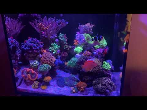 Red Sea reefer 170 gold torch new tank