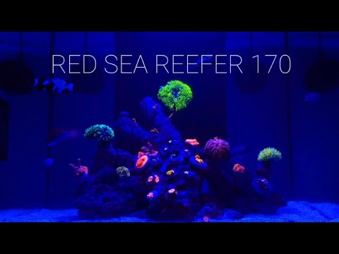 RED SEA REEFER 170 **NIGHT VERSION**