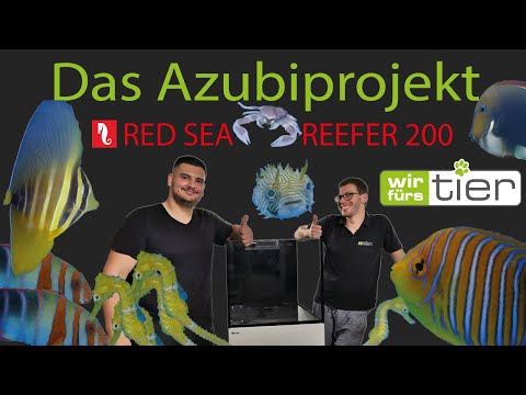 Red Sea / Reefer 200 / Aufbau  / Azubiprojekt / WFT