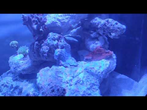 Red Sea Reefer 200 XL