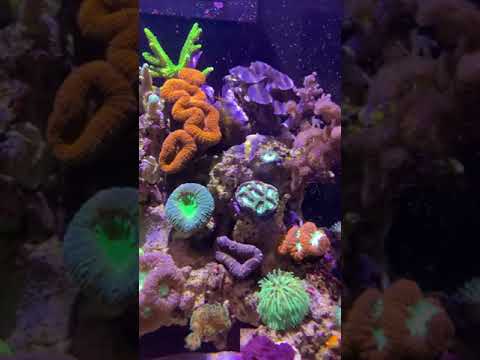 Red Sea reefer 200xl