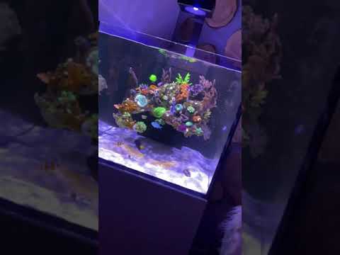Red Sea reefer 200xl