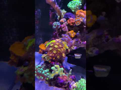 Red Sea reefer 200xl