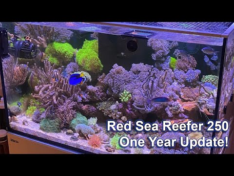 Red Sea Reefer 250 1 Year Update Tank Tour 2020