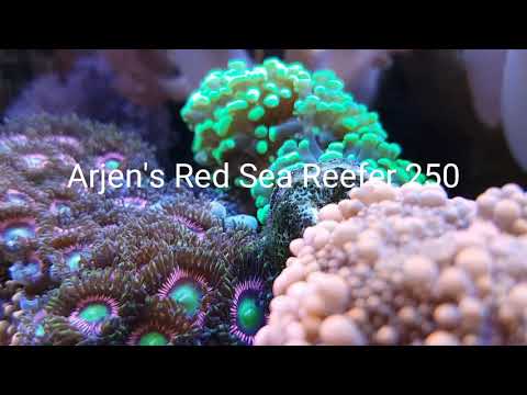 Red sea reefer 250