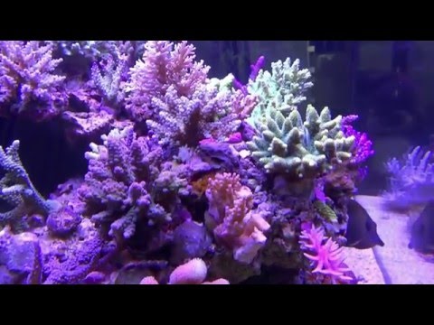 Red Sea Reefer 250